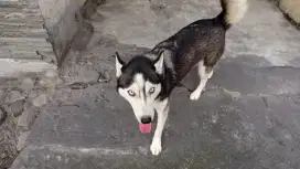 Anjing Husky Betina