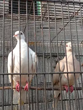 Burung puter pelung sepasang ori