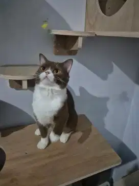 British shorthair cinamon Jantan