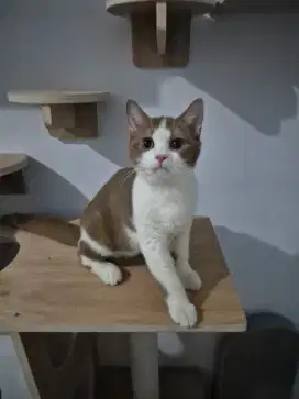 British shorthair Jantan Cinamon