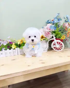 Super mini korean bichon frise kaki cebol gembul lucu menggemaskan