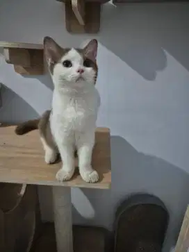 British shorthair cinamon jantan ped