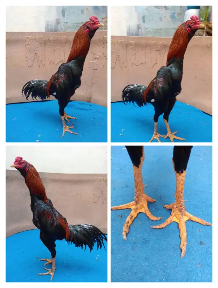 Ayam Bangkok klasik Abar perdana