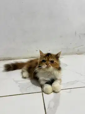 Munchkin calico