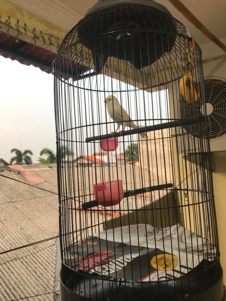 KENARI PUTIH RAJIN FULSET CILEDUG