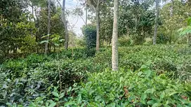 Kebun Teh Produktif 1200 m, Darangdan Pwk.