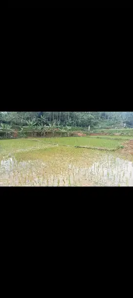 Sawah + Tanah Kebun 3750 m, Bojong, Purwakarta.