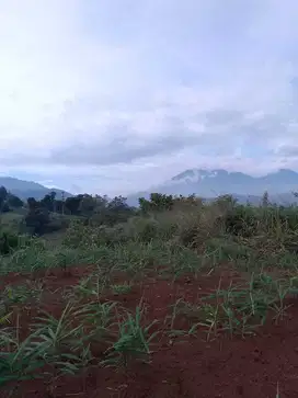 di jual lahan perkebunan subur view bukit di mariwati Cipanas