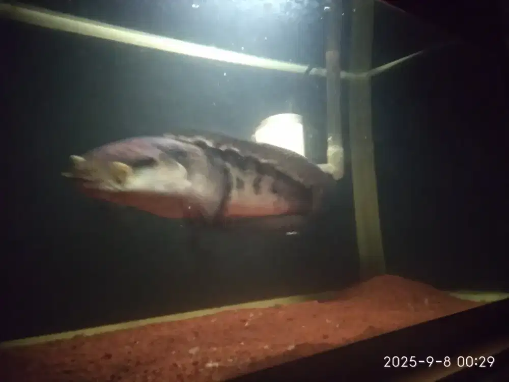 Akuarium Plus red barito