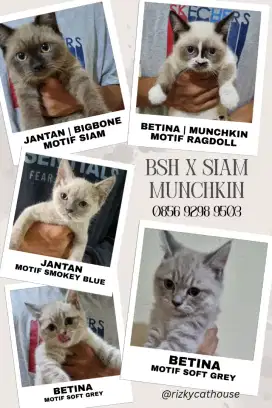 BSH Munchkin Standard & Non-Standard