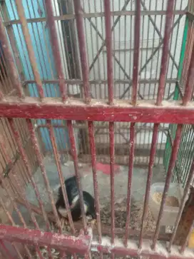Jual burung raja perling