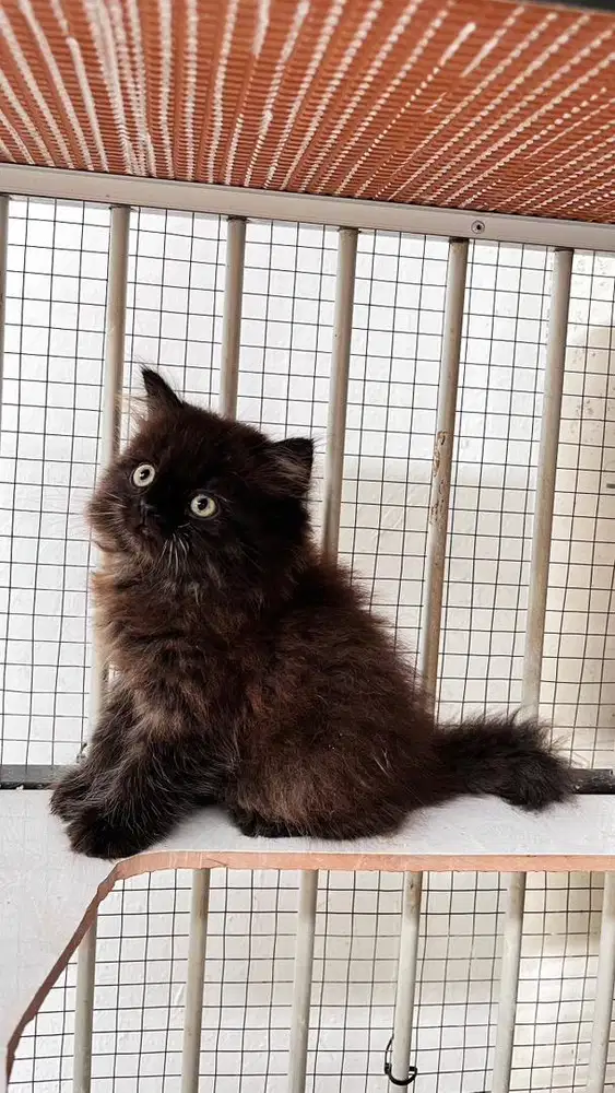 Kucing kitten persia x ragdoll