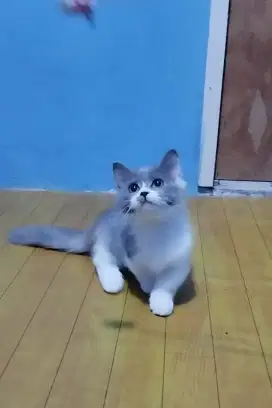kucing munchkin 4 bulan