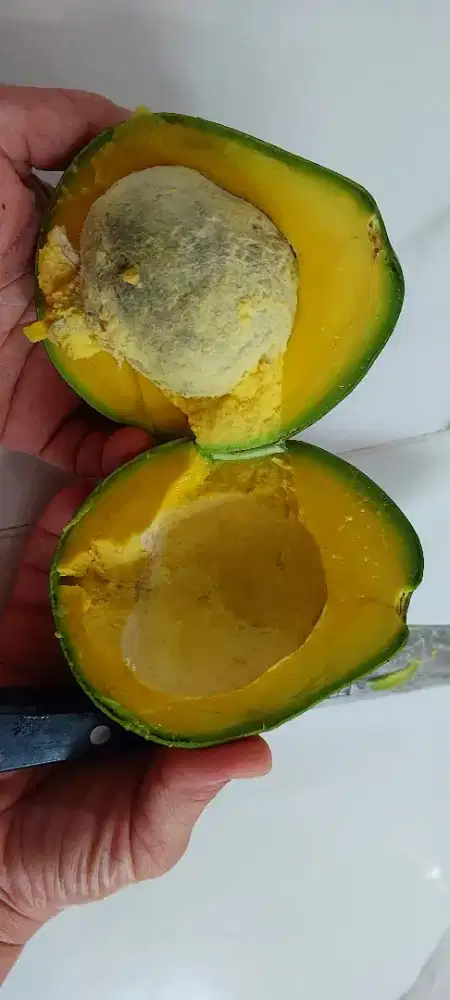 Dijual pokat mentega dari kebun sendiri