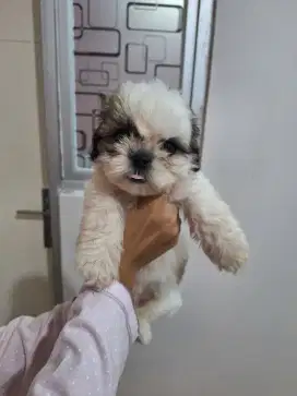 Dijual anakan sitzu betina