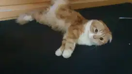 Kucing scotish fold jantan birahi