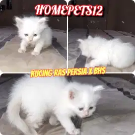 Kucing ras Silangan PERSIA X BSH