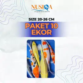 Paket Hemat 10 Ekor Koi Mix – Berkualitas & Bisa COD