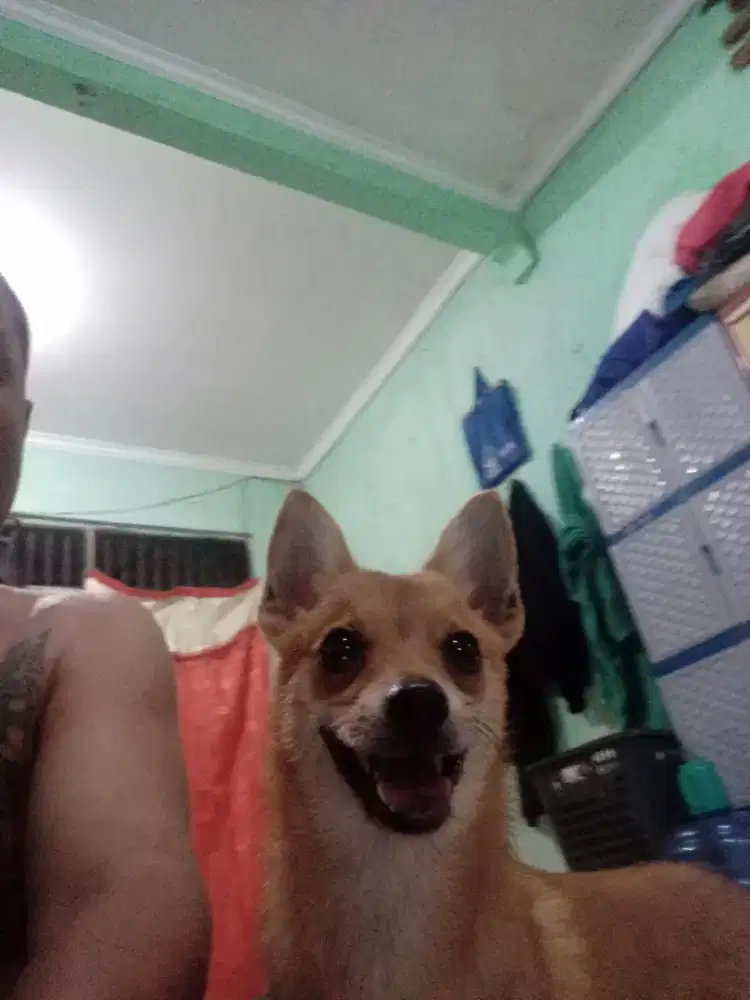 Pincer- Pincher/ Doberman Pinscher X Mini Pom - Pomerian