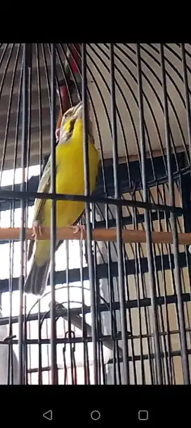 Burung mozambik gacor