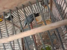 Jual burung jing jing petulak jawa