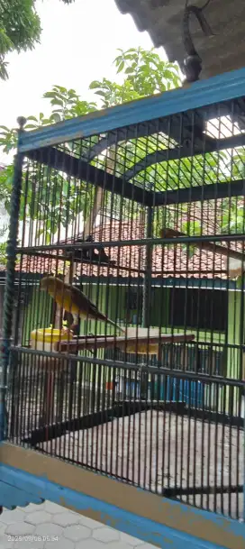 Kenari jantan postur bagus