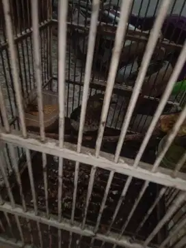 Jual burung cak willis
