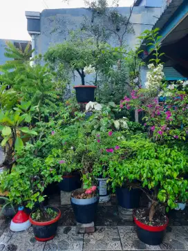 Tanaman Hias Rumahan