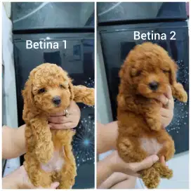 Jual anak anjing poodle maltipo