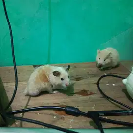 Hamster syrian variant