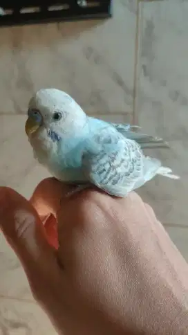 Burung parkit Gacor