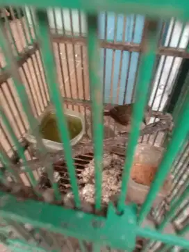 Jual burung flamboyan