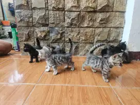 Kucing Benggal - Persia Peaknose BSH Himalaya Sphynx BEKASI