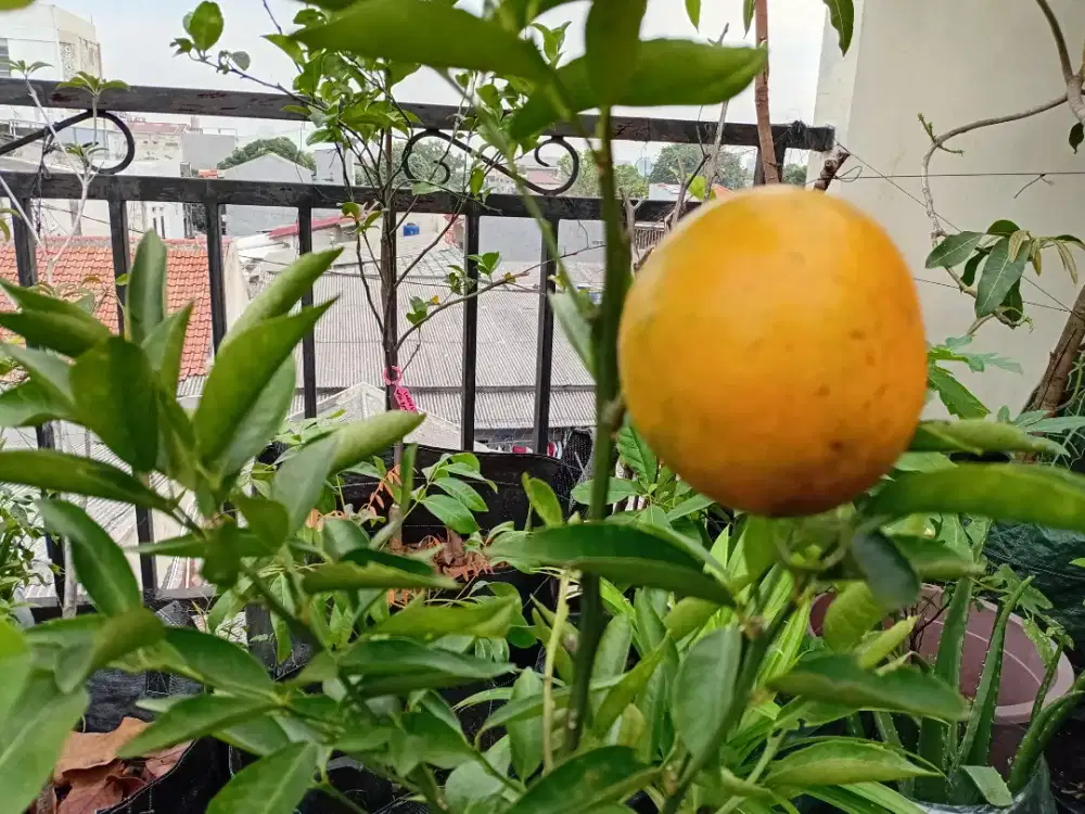 INDUKAN JERUK SATSUMA BERBUAH