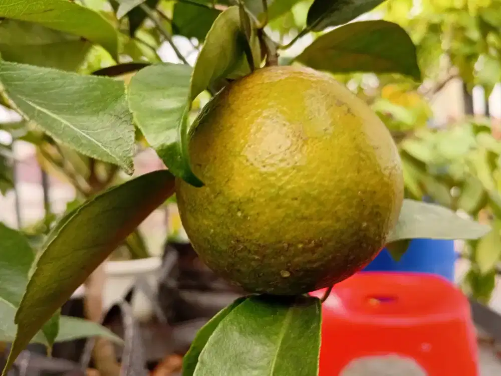 INDUKAN JERUK KEPROK BATU