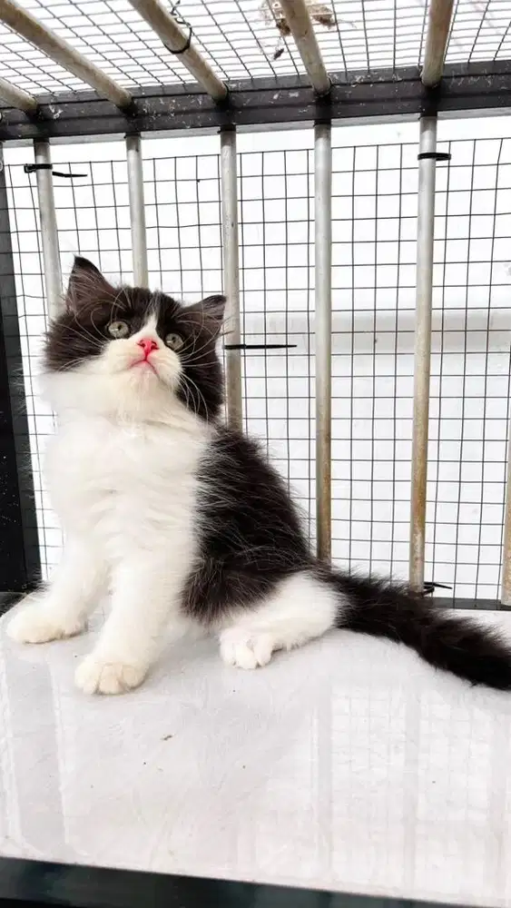 Kucing kitten persia x ragdoll