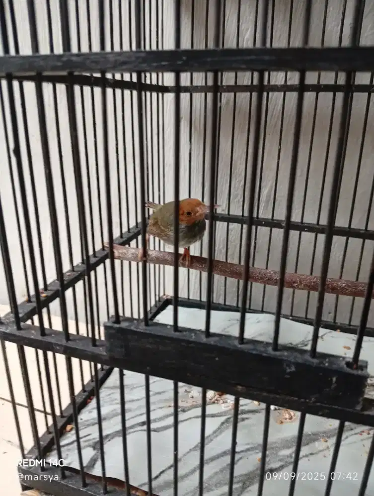 Prenjak atas/kepala merah