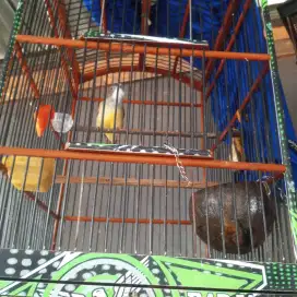 Ccj gacorr jual fullset