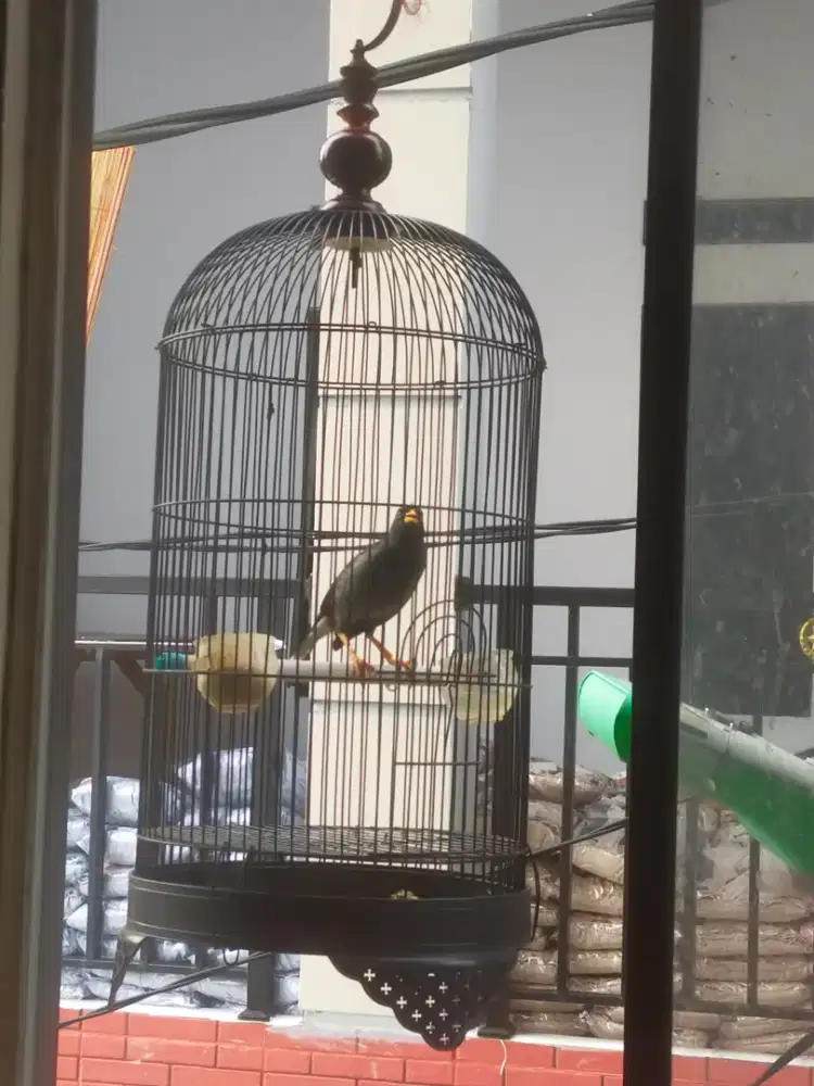 Burung jalak kebo kaki deker +