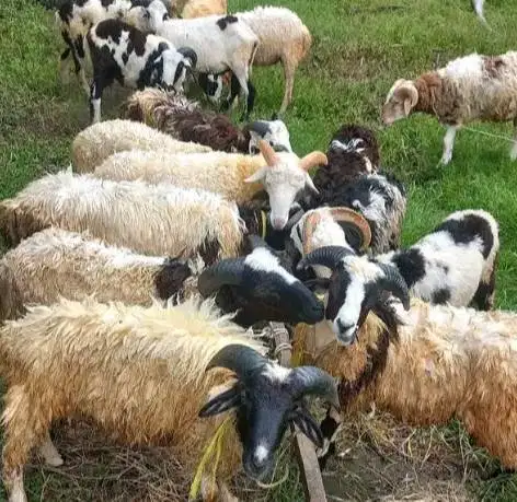 domba jantan 30-40 kiloan siap potong hajatan aqiqahan sedekahan nazar