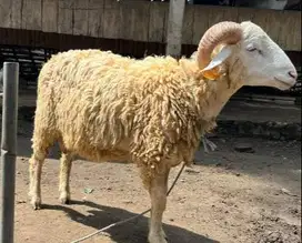 domba jantan 30-40 kiloan siap potong hajatan aqiqahan sedekahan nazar