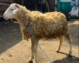 domba jantan 30-40 kiloan siap potong nazar akikahan sedekahan rawatan