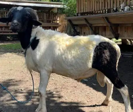 domba jantan 30-40 kiloan siap potong nazar akikahan sedekahan rawatan