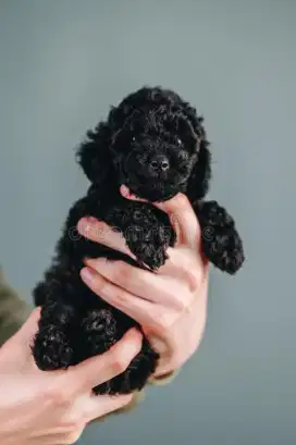 Anak podle Toy baru lahir umur 1 bulan