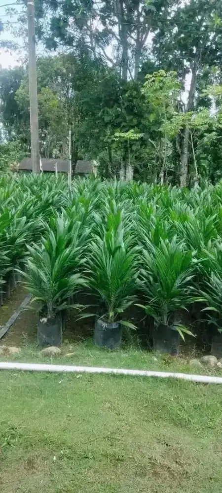 Jual bibit sawit aman dan terpercaya