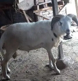 domba jantan 30-40 kiloan siap potong hajatan akikahan sedekahan nazar