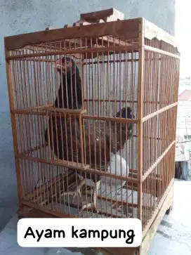 Ayam kampung potong