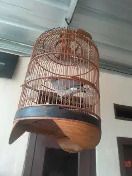 Di jual burung puter silangan + kandang minat wa