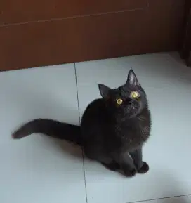 Bsh British shorthair black kitten