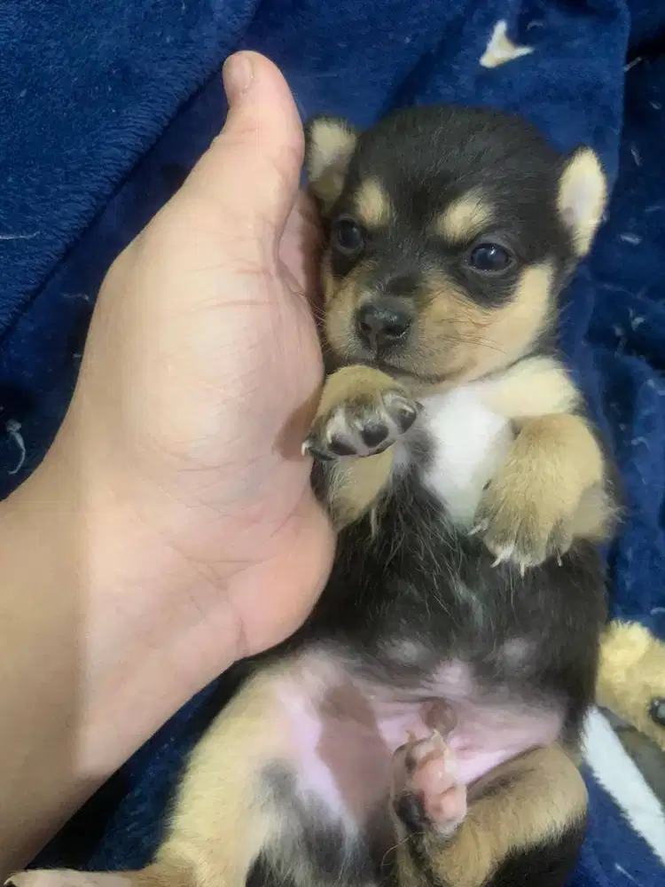 Di Jual anak anjing chihuahua mix 3 cow 2 cew lucu2 banget gemesin :)